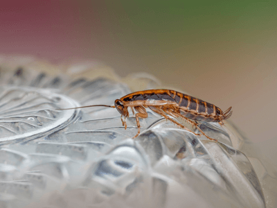 About Belg Rave Pest Experts - pest control experts in Belgrave, Melbourne